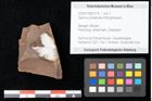 Foto (Objekt + Etikett) von Quercus palaeoilex Ettingshausen (NHMW-GEO-2024-0188-0774)